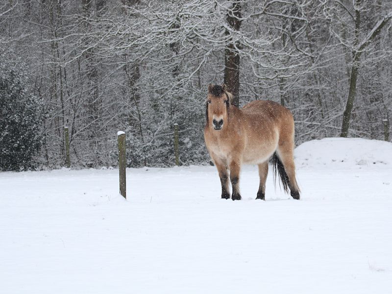 Zoogdieren